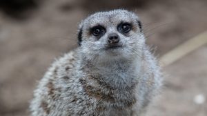 close up of meerkat at emerald park