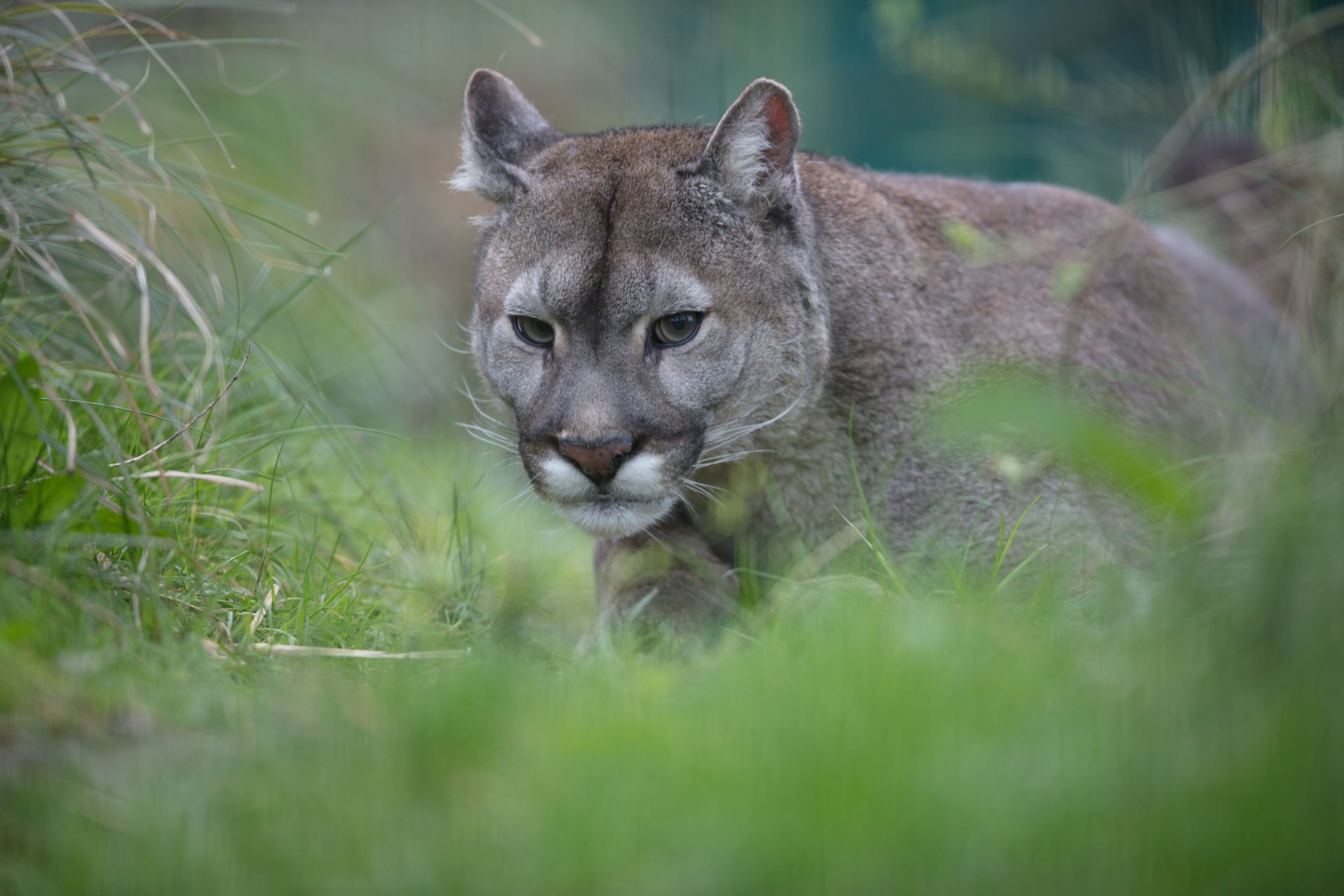 Mountain Lion | Emerald Park | Theme Park & Zoo