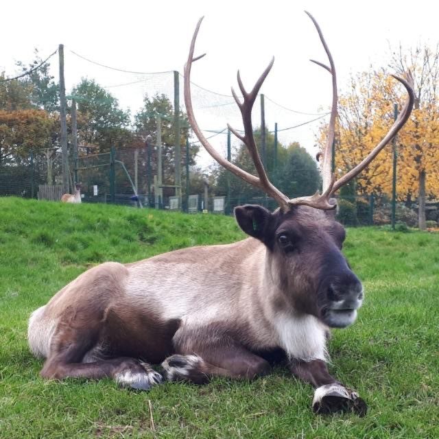 reindeer at emerald park 