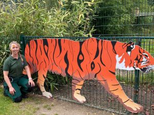 zookeeper beside gate with tiger image