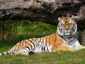 a tiger lying on grass