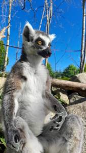 lemur sitting with blue sky