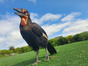 hornbill with slightly opened mouth