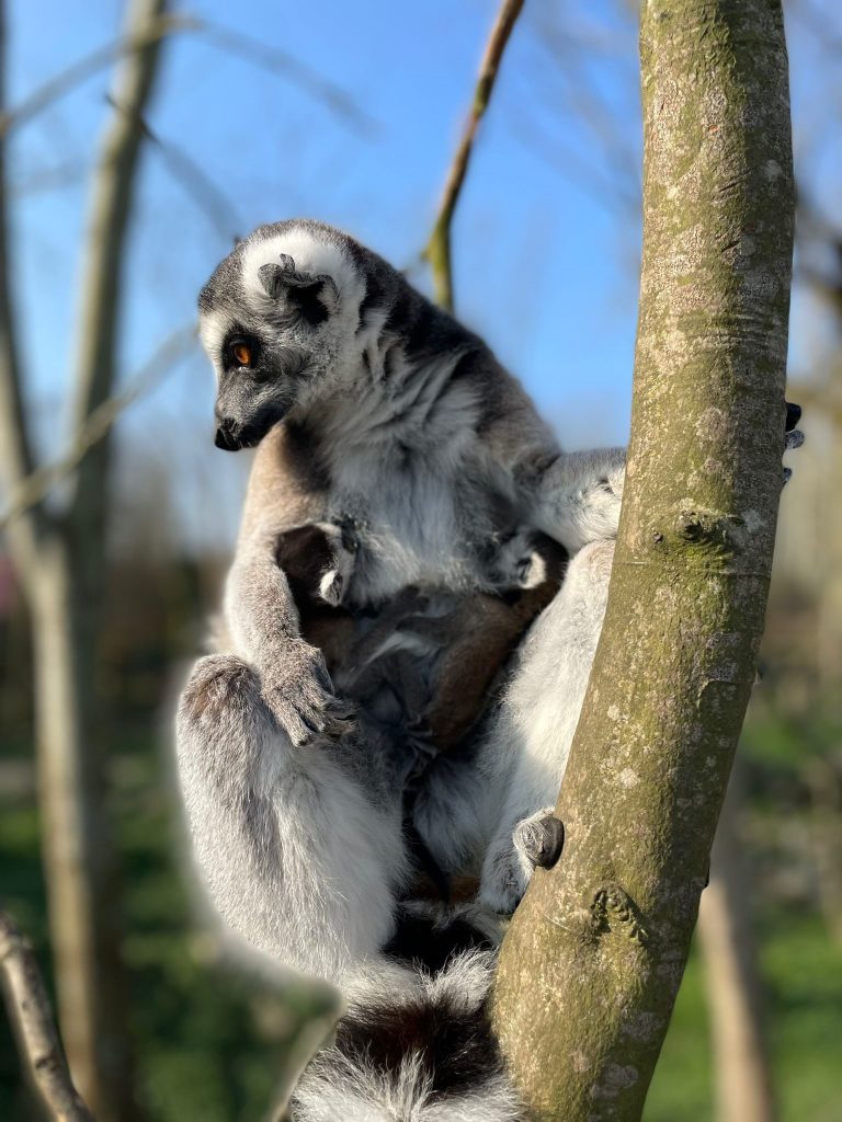 ring tailed lemur mother holding baby