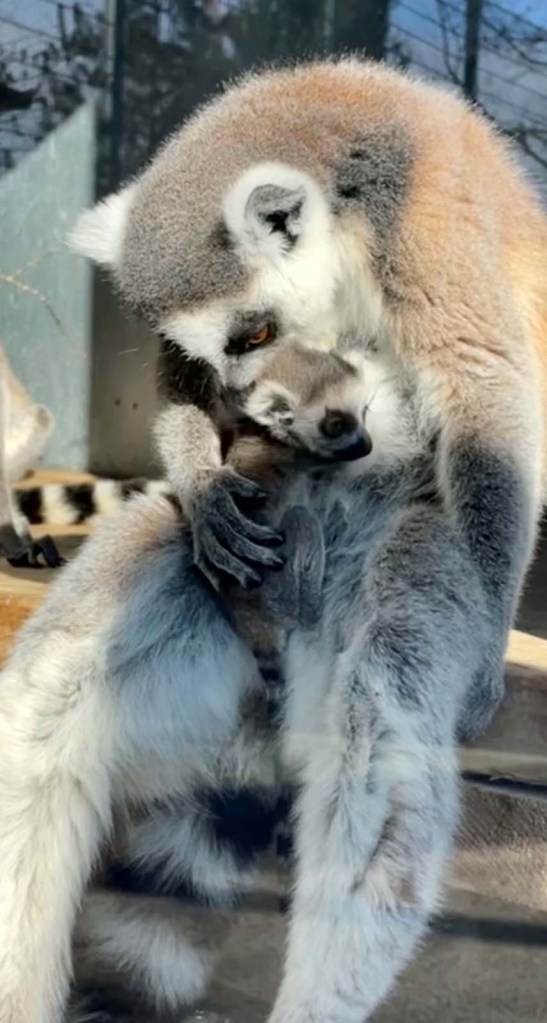 lemur holding baby 