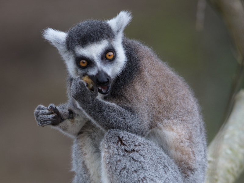 Lemur Woods at Emerald Park | Theme Park & Zoo