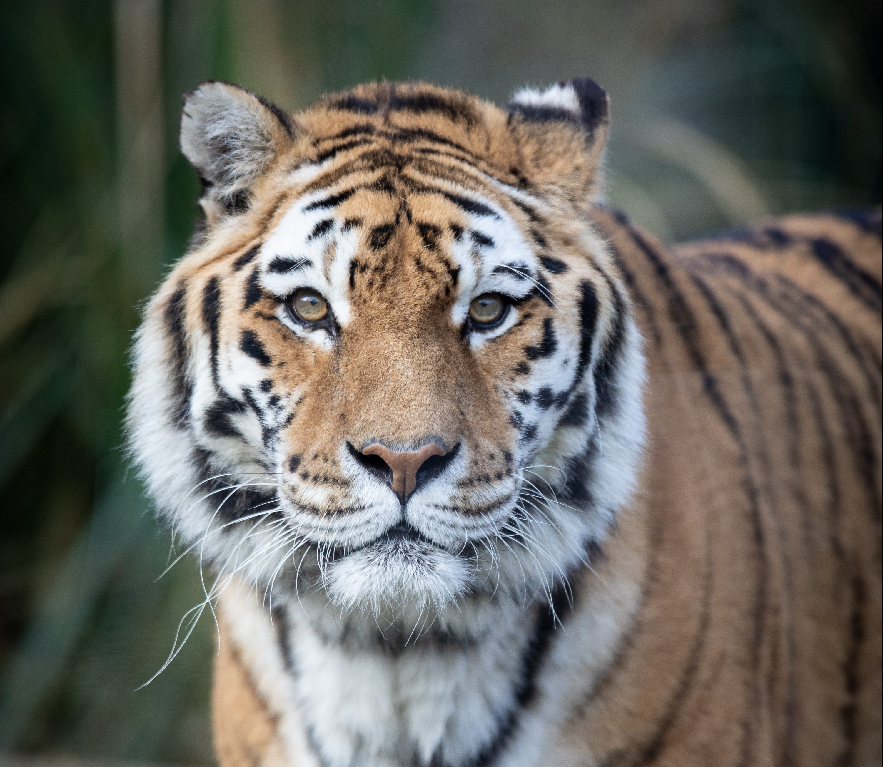 Amur Tiger, Emerald Park