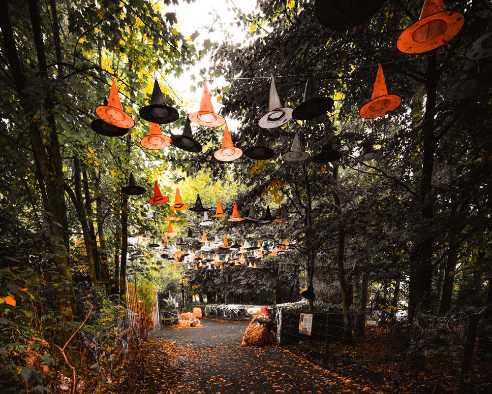 A pathway at Emerald Park in Autumn. There are orange and yellow leaves on the trees and there are witches hats lining above the path.