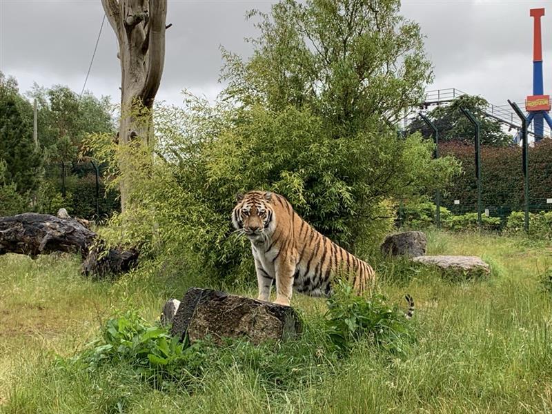 an image of Amur tiger, Khan at Emerald Park on a rock