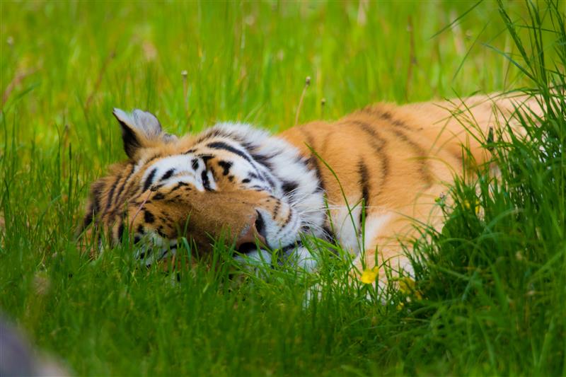 an image of Amur tiger, Khan at Emerald Park lying in the grass