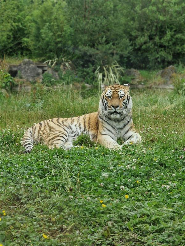 an image of Amur tiger, Khan at Emerald Park lying down on the grass