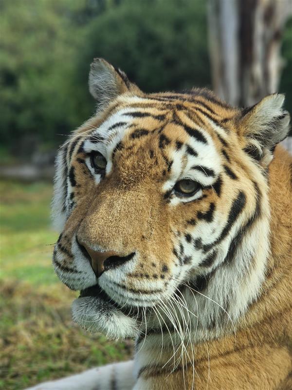 a close up image of Amur tiger Khan at Emerald Park