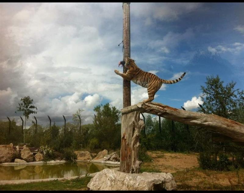 an image of Amur tiger, Khan at Emerald Park on a tree stump