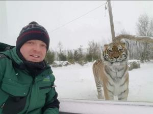 an image of Amur tiger, Khan with a zookeeper at Emerald Park in the snow