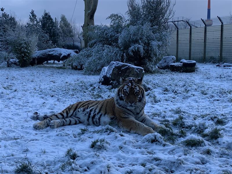 an image of Amur tiger, Khan at Emerald Park in the snow