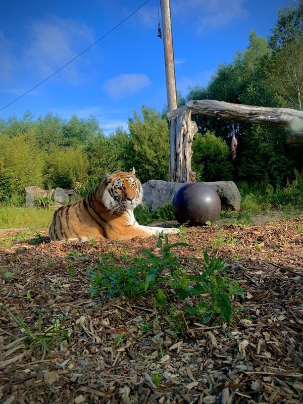 an image of Amur tiger, Khan at Emerald Park lying down