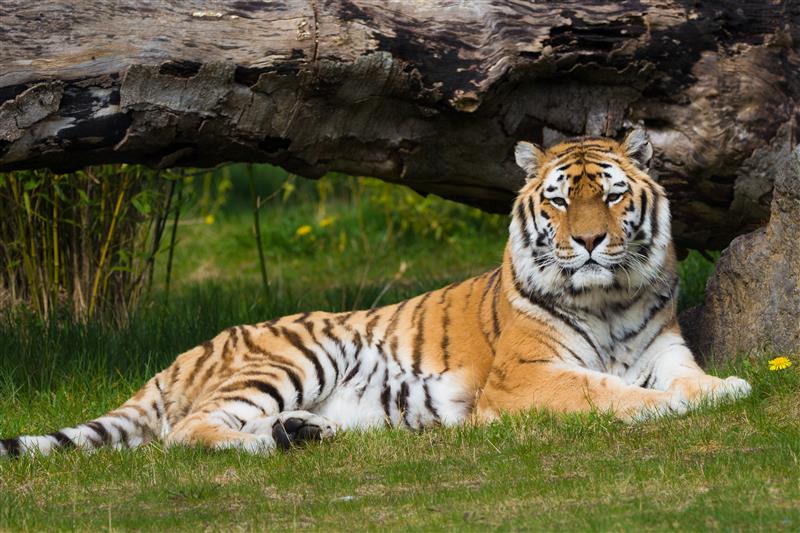 an image of Amur tiger, Khan at Emerald Park lying down on grass