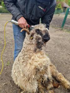 A sheep getting sheared