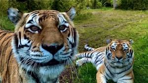 an image of Amur tiger, Khan and Bira at Emerald Park lying down in the grass