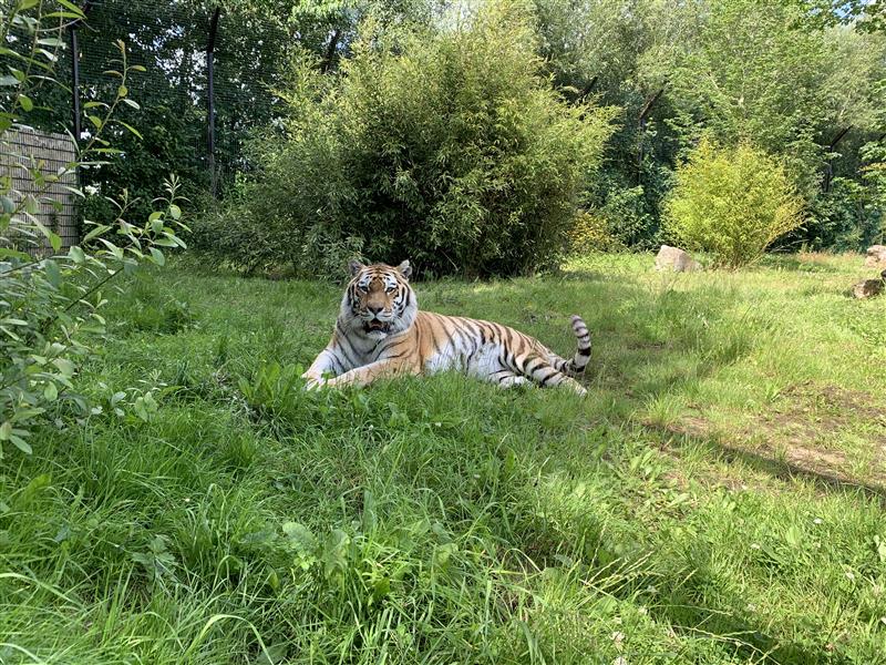 an image of Amur tiger, Khan at Emerald Park lying down in the grass