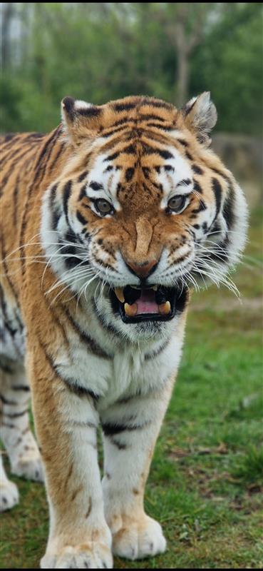 a close up image of Amur tiger Khan at Emerald Park