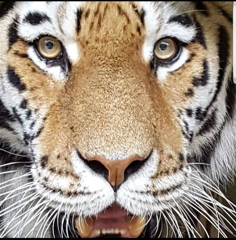 a close up image of Amur tiger, Khan at Emerald Park