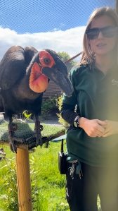Emerald Park zookeeper beside a hornbill on a wooden perch