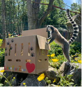 Love Your Zoo Week at Emerald Park with lemur enrichment