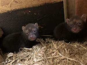 two bush dog puppies