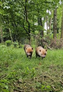 two bush dogs