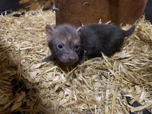 a bush dog puppy