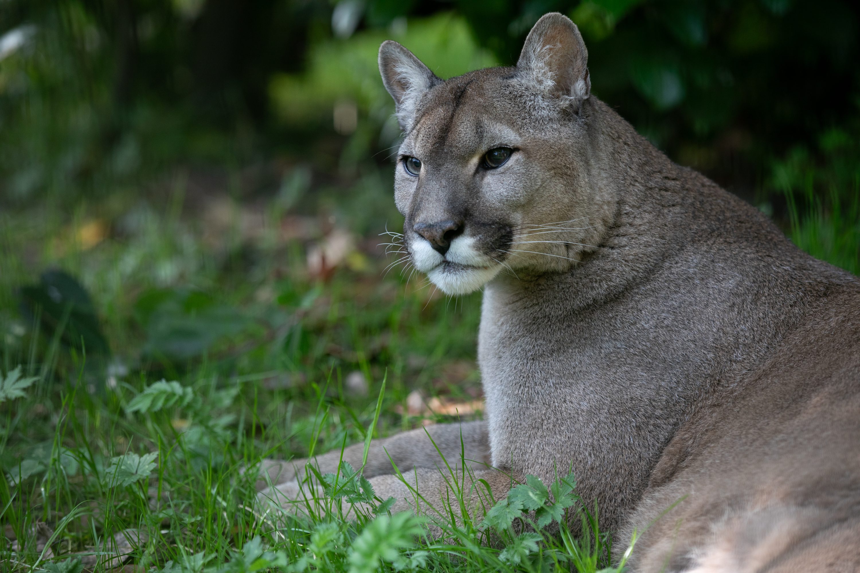 mountain lion