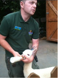 zookeeper feeding an alpaca with a bottle