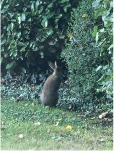 An Irish Mountain Hare