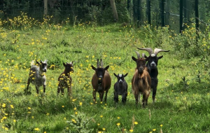 group of goats in a field