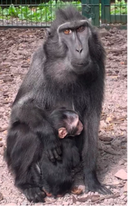 female macaque with a baby