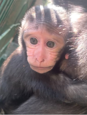 baby macaque