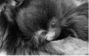 black & white photo of a young macaque