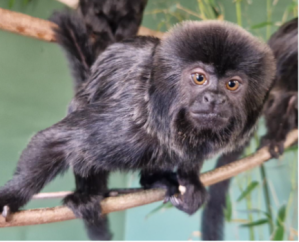 a baby macaque on a branch