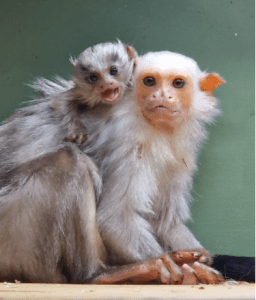 a baby silvery marmoset and a parent