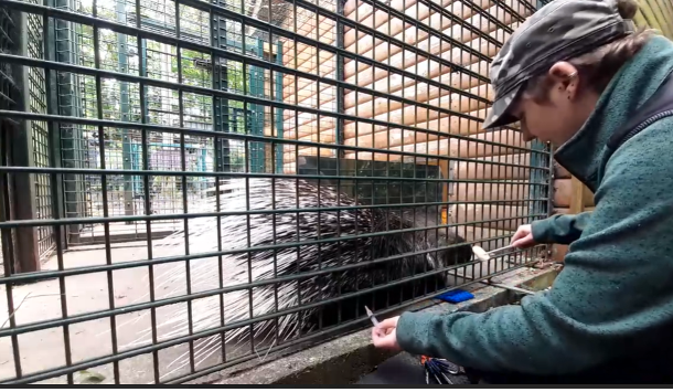 Zookeeper training a porcupine how to receive a vaccination