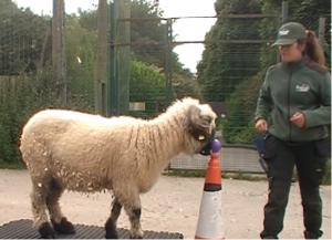 zookeeper doing target training with a valais blacknose sheep