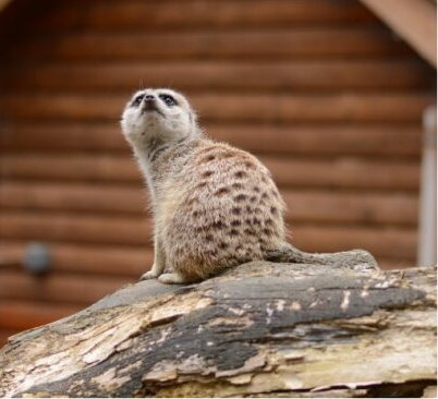 Meerkats