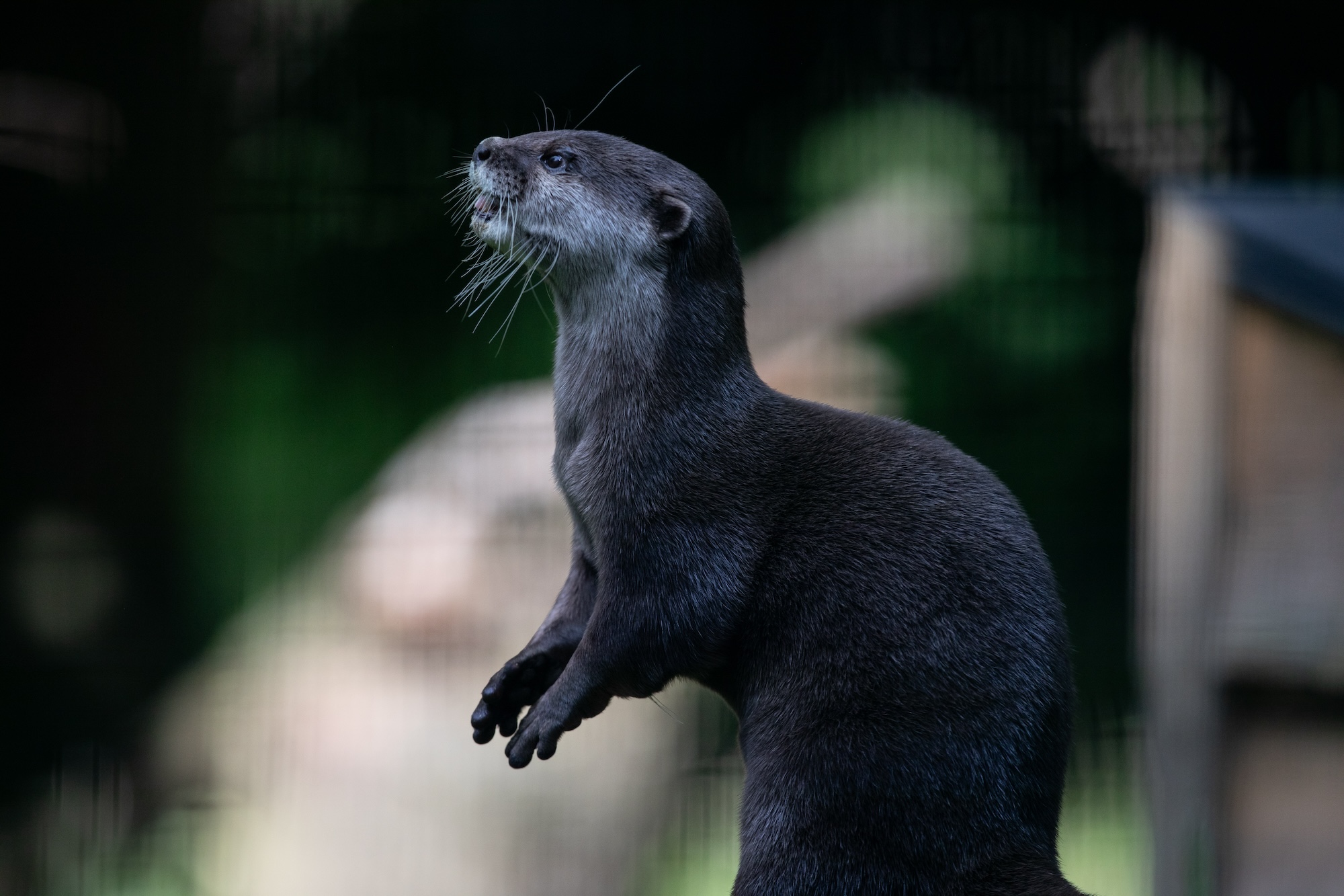 Otter