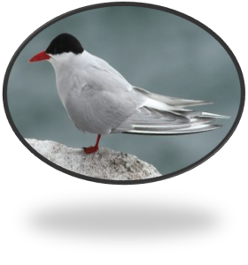 Arctic tern