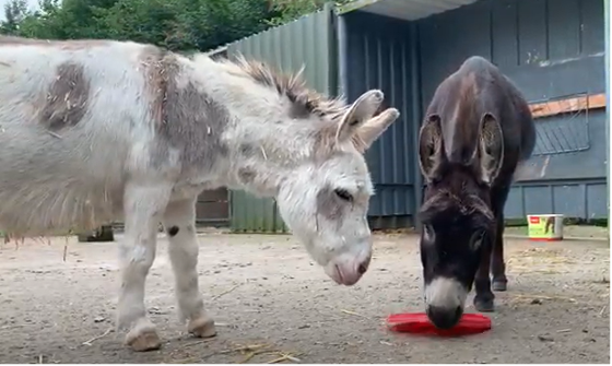 two Sicilian donkeys playing with a bucket lid