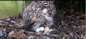 Eurasian eagle owl